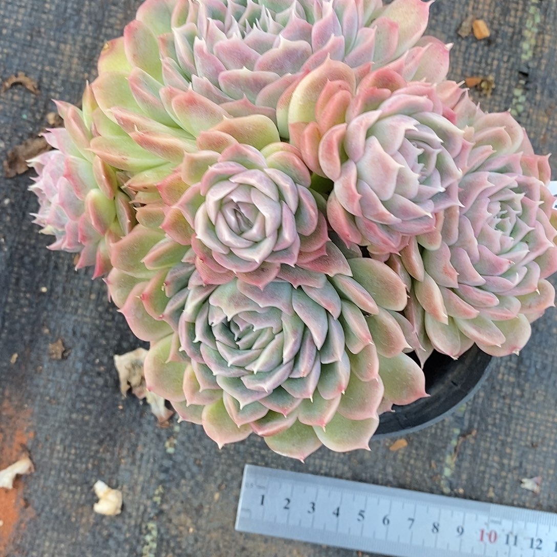 秋***歌3347杂交老桩基地～14厘米