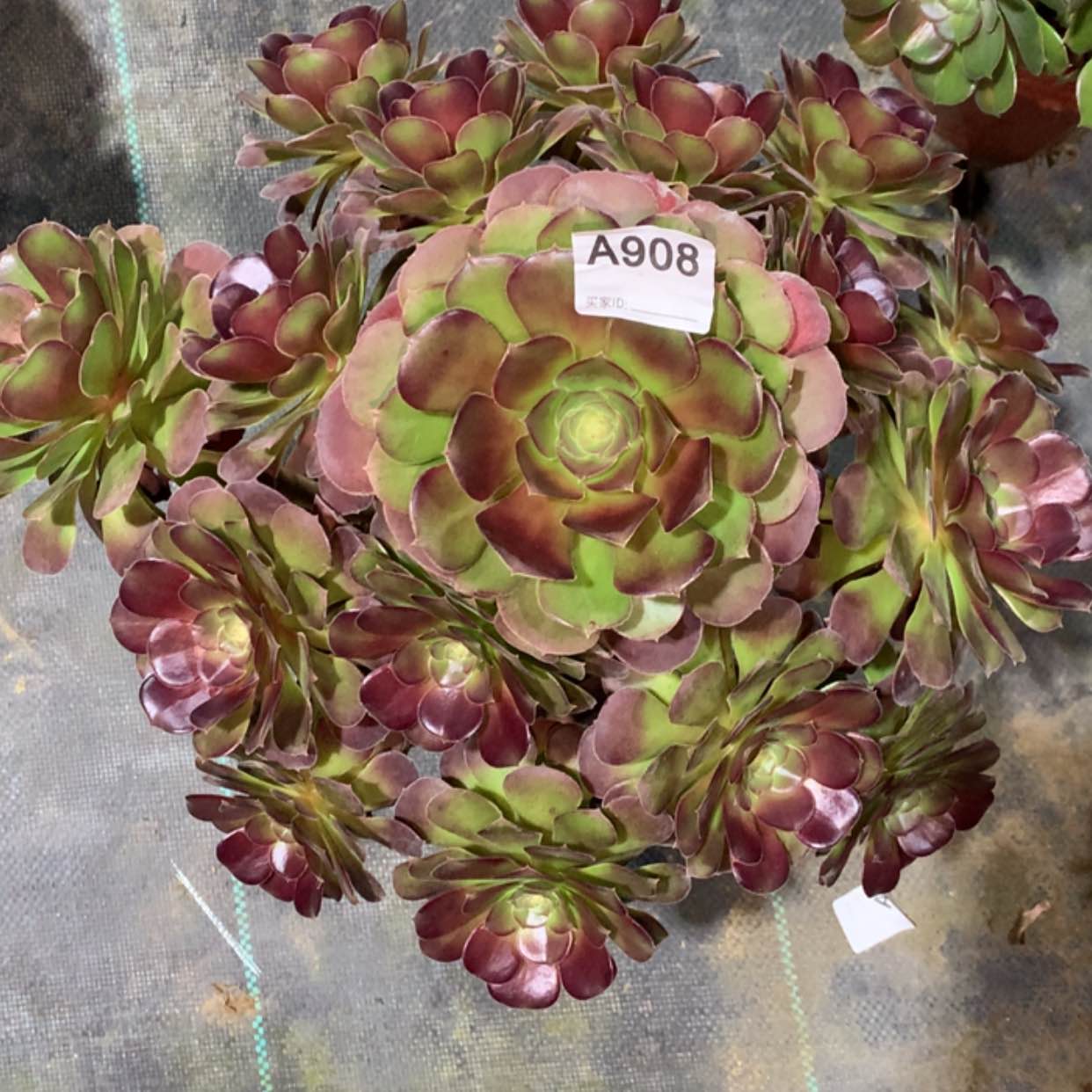 【闪购商品】908荷兰玫瑰