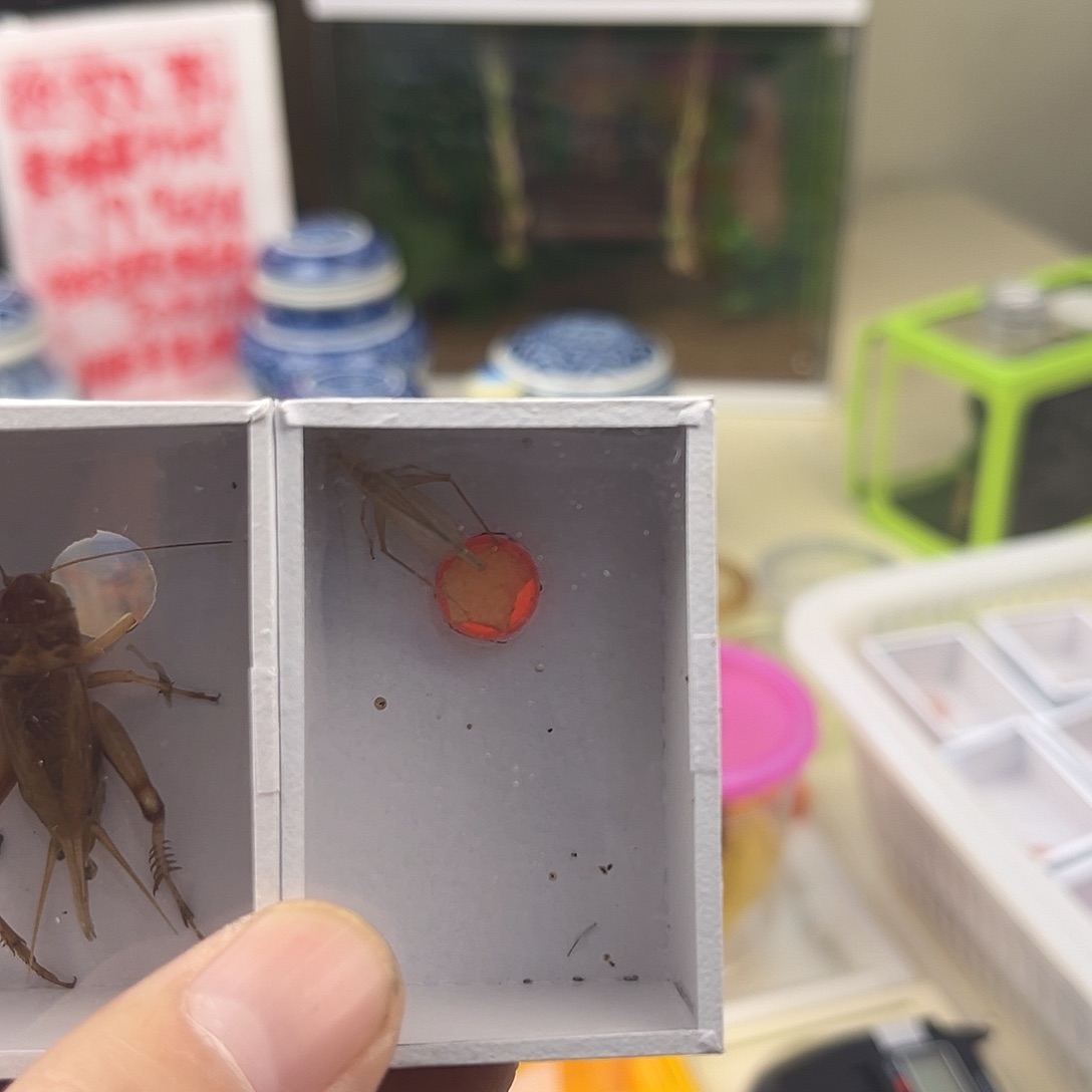 ⊹***⊹九条冰糖紫九条柬埔寨