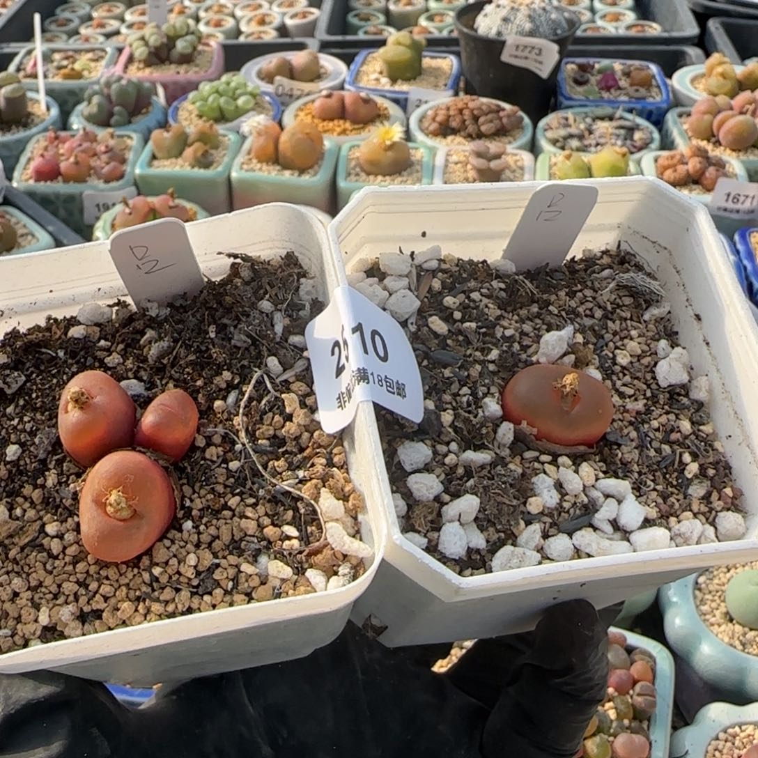 L***2510--一物一拍 带盆