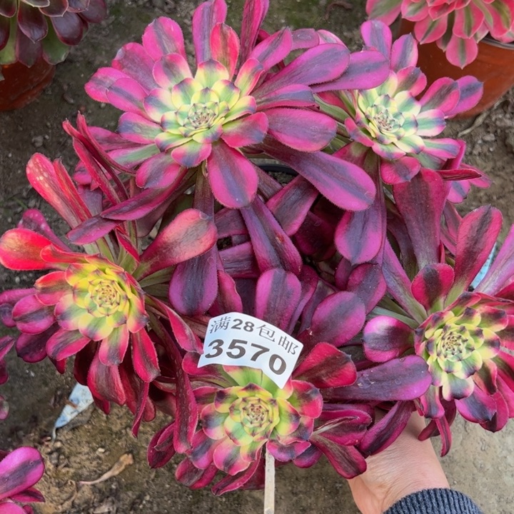 3570舞天姬多肉植物