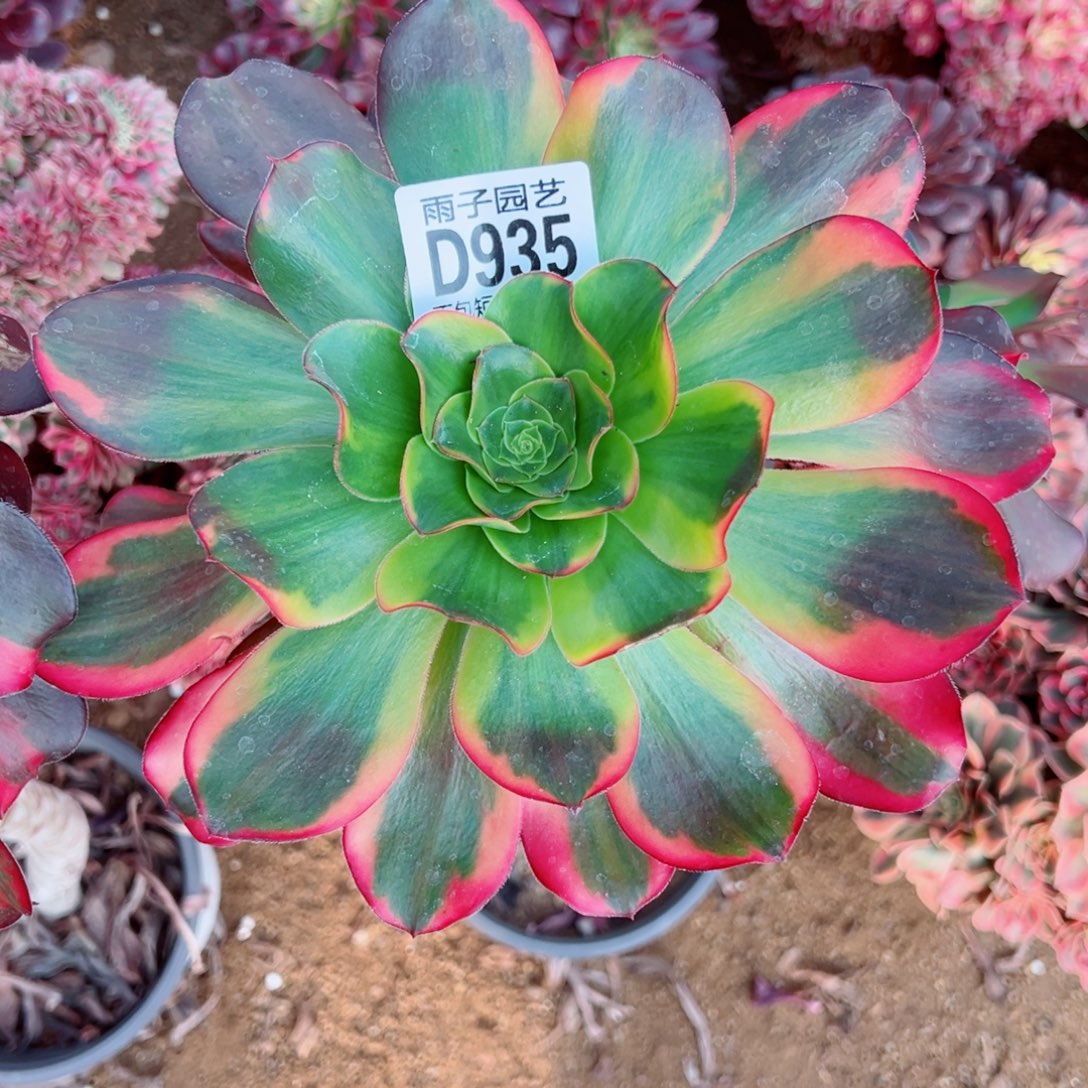 935七彩雨子多肉植物