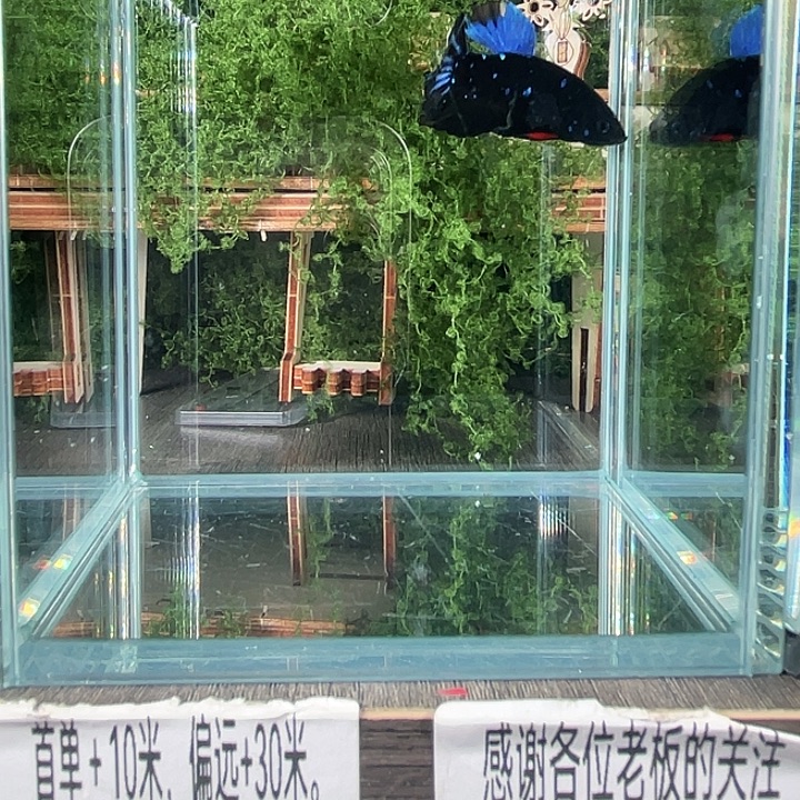 斗鱼活体不退不换谢谢