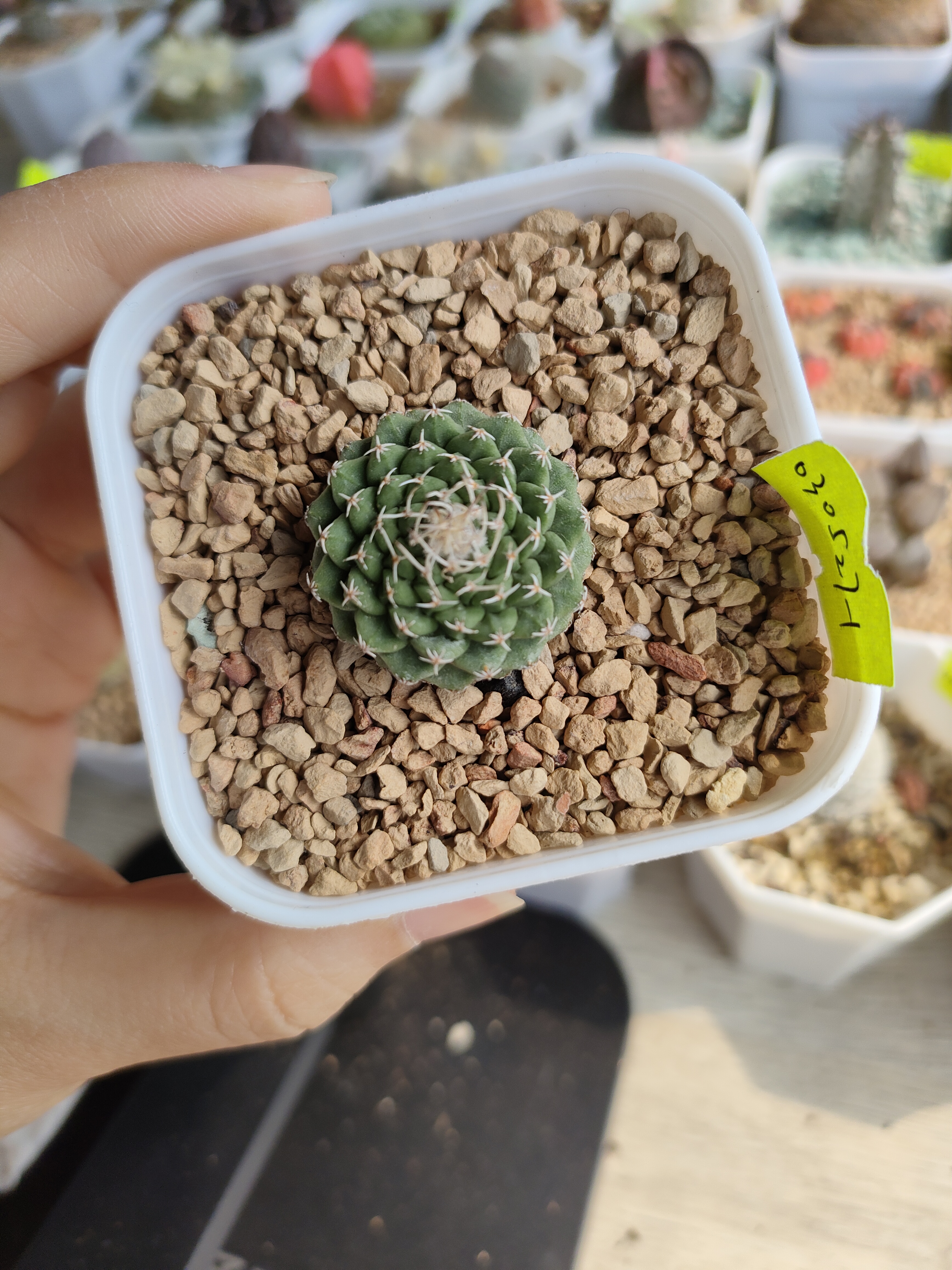 仙人球，菊水菊水