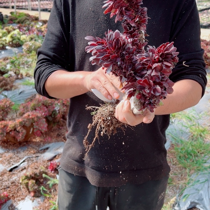 丽娜醉话19号多肉法师