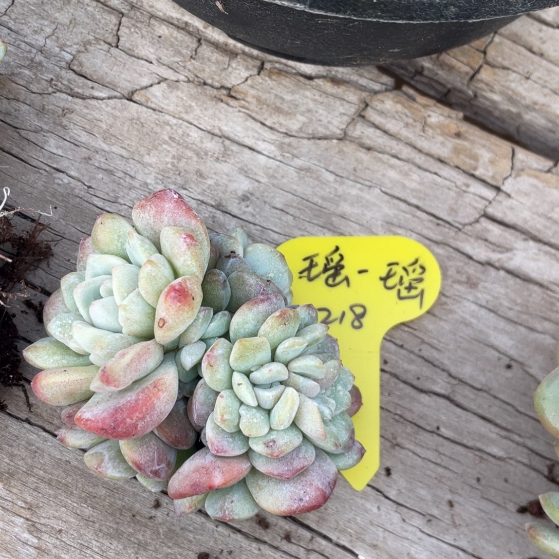 冰玉十头石化朵缀摇一摇专拍