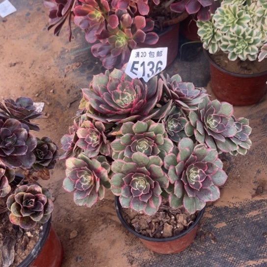 136粉花妖不包断枝