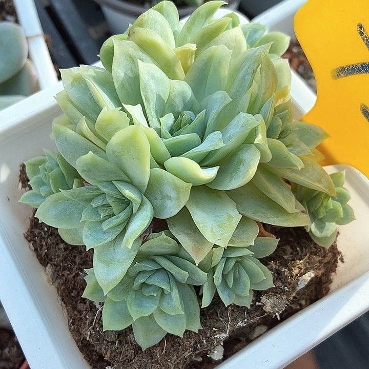 多肉植物冰片锦720多肉