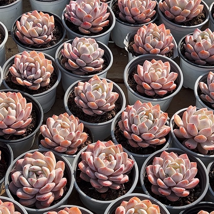 岁***年双头星空珍妮， 多头海棠红