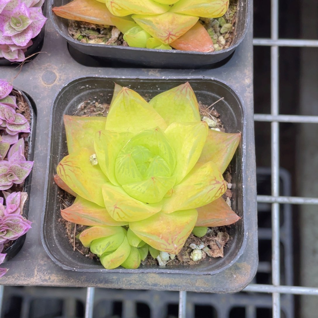 黄金玉露多肉9.9包邮发货