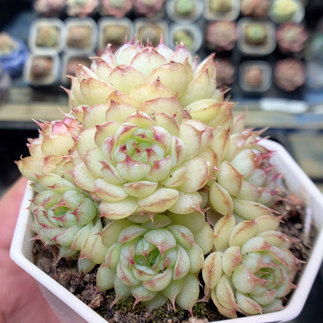 S106，20包邮两天凑单偏远不发货