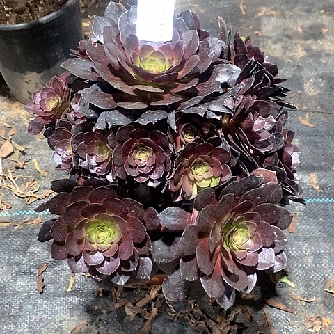 1722赤焰莲多肉法师锦