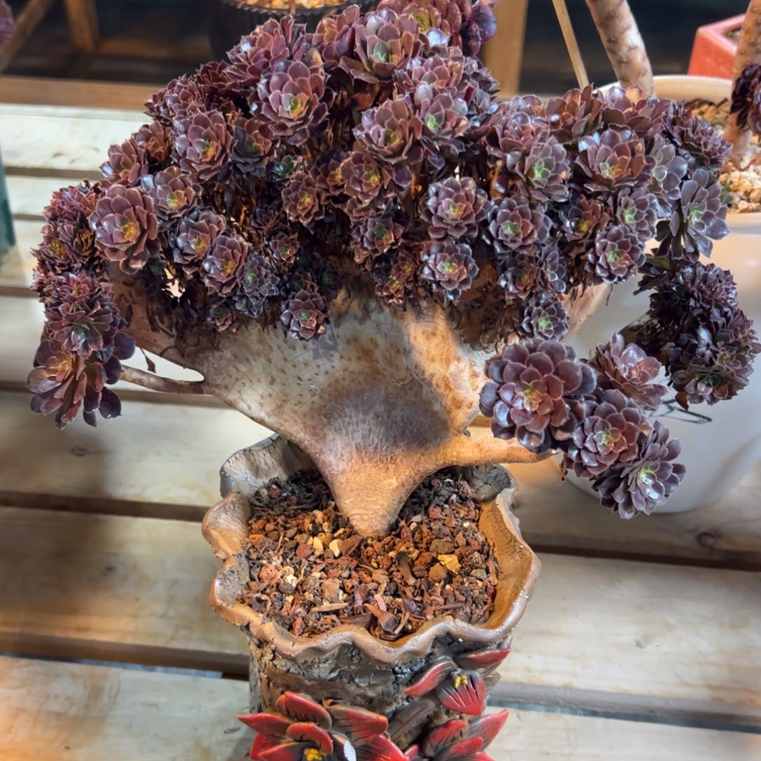 铜壶朵朵缀化老桩