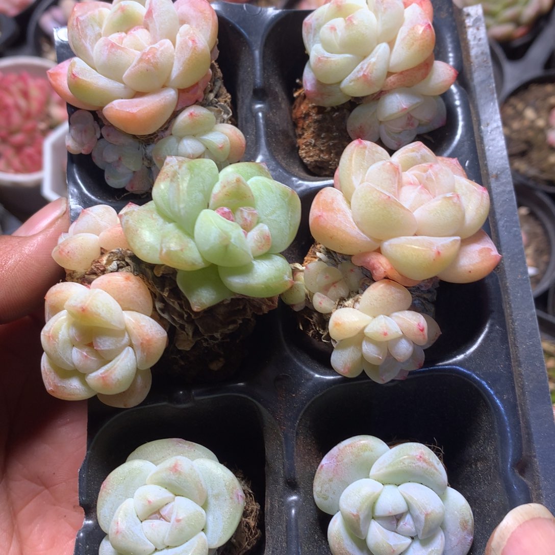 精控冰玉一物一拍