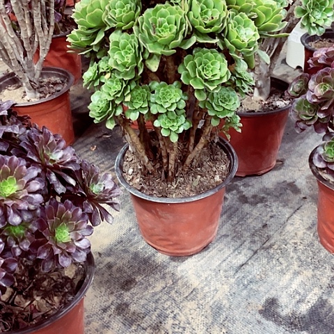 女羊绒法师多肉13号