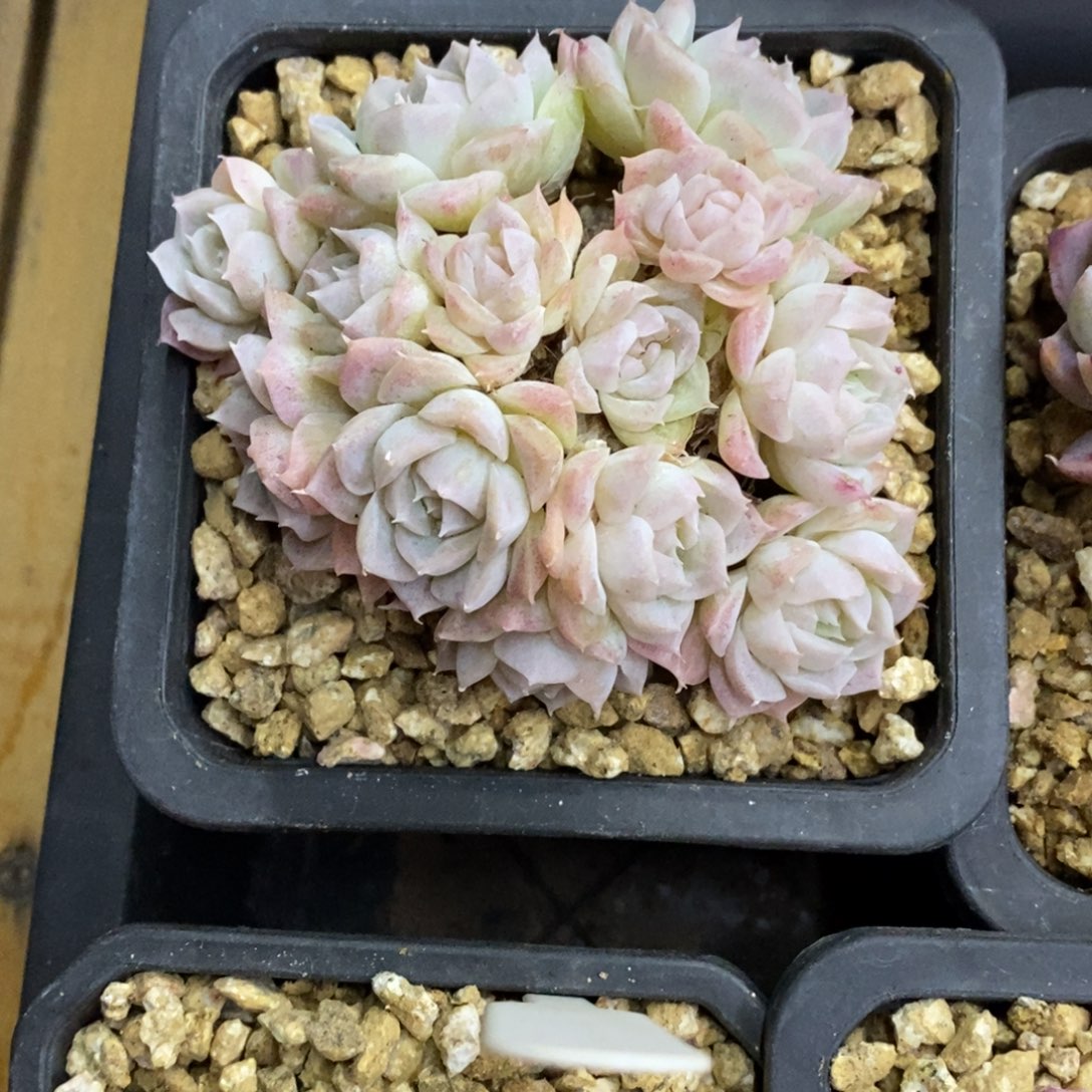 精品多肉一物一批不包整479