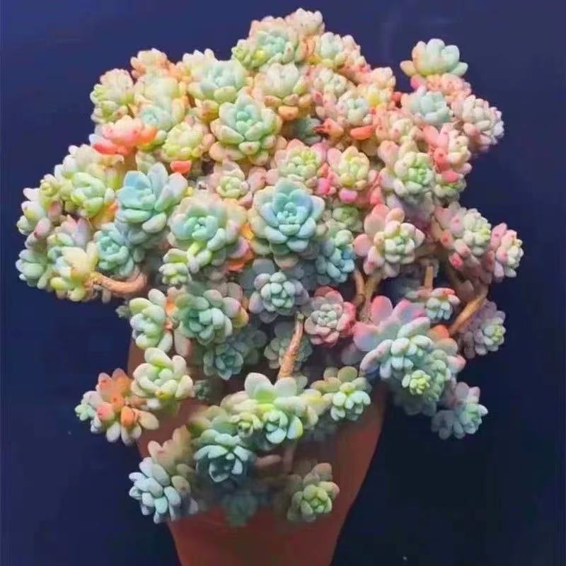 香水劳尔带盆带土爆崽快耐晒耐冻适合新手养护