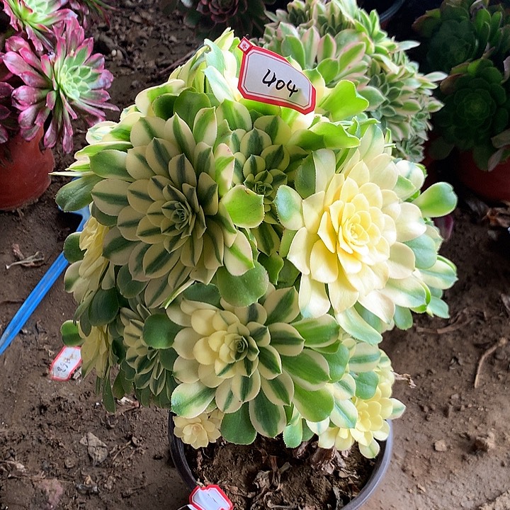 新尼亚多肉植物404