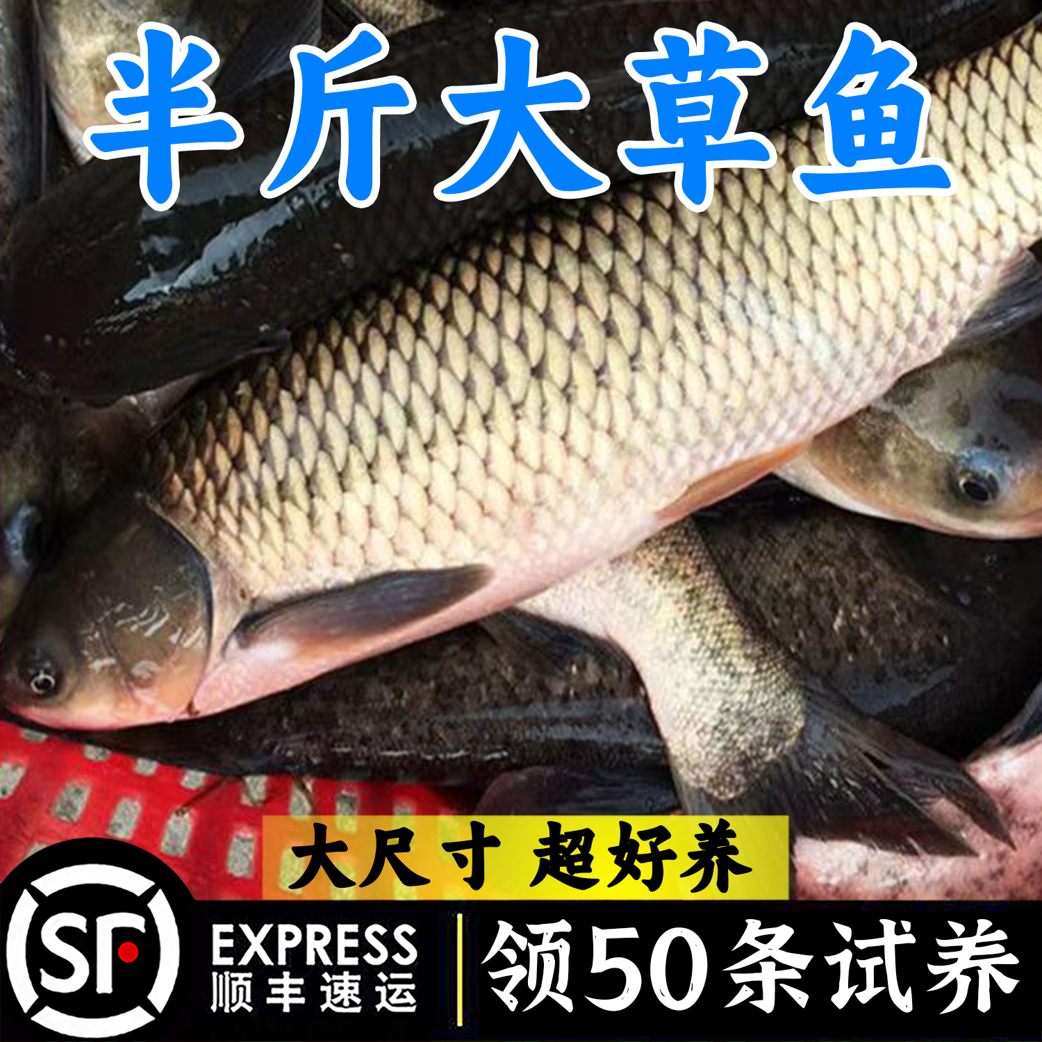 优质草鱼大规格半斤皖鱼饲料白鲢鱼螺丝鲫鱼包活