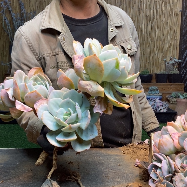 @****167号号白凤多肉植物