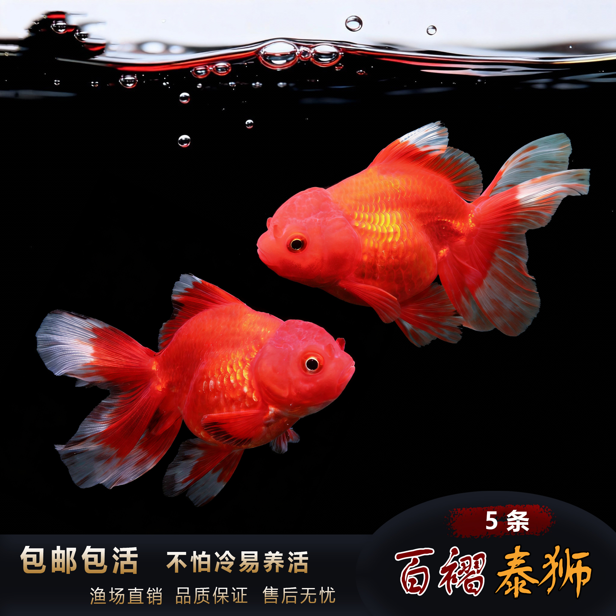 5条精品金鱼泰狮活鱼观赏鱼百褶千褶淡水冷水鱼新手好养耐活