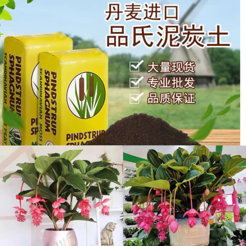 泥炭土荷兰进口宝莲灯室内高端多年生木本收到鲜活后期养护不保证