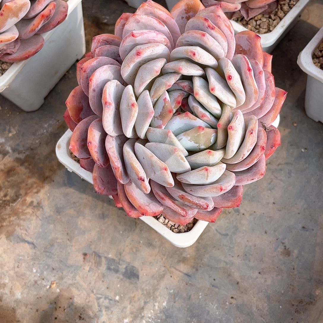 多肉植物多肉植物