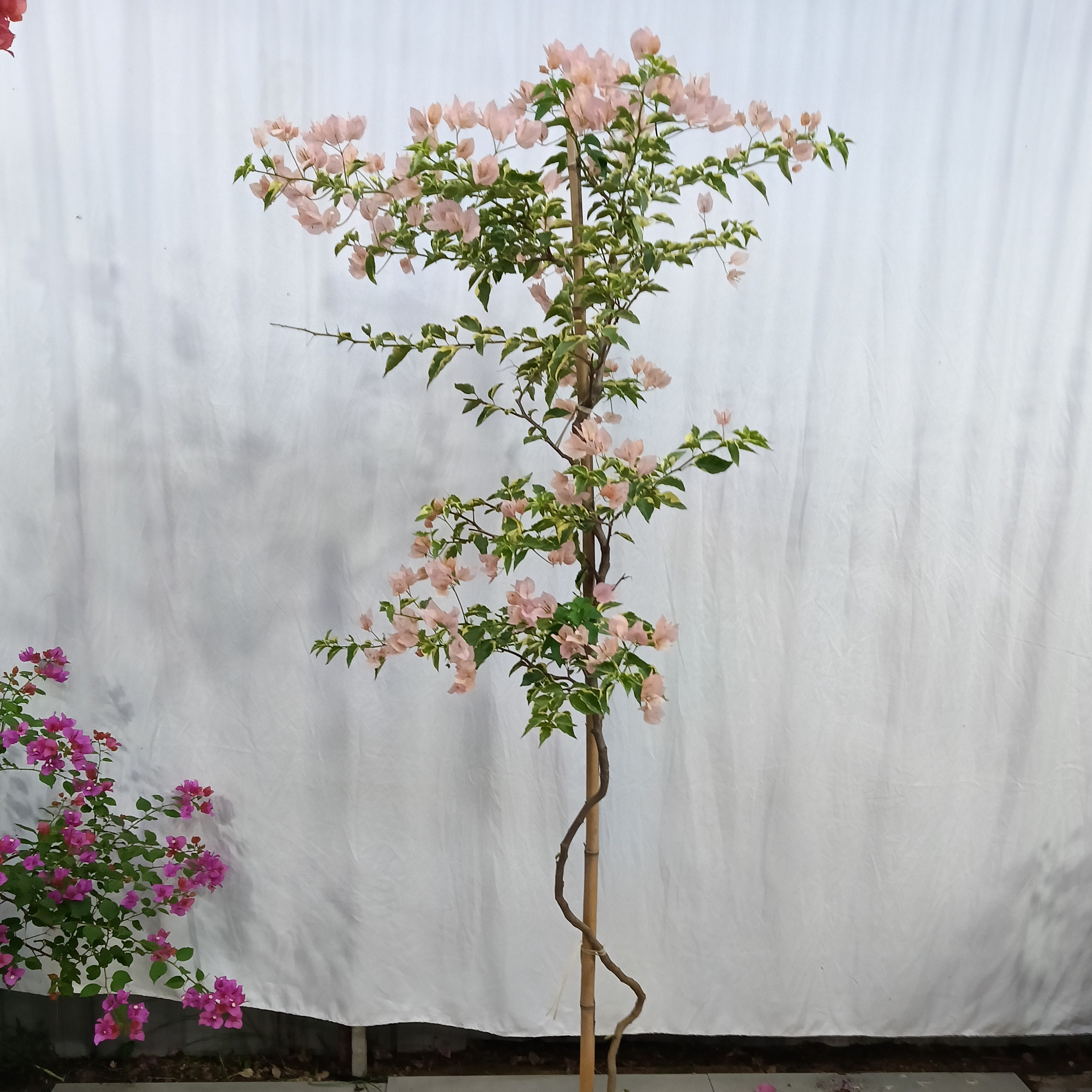 马斯三角梅老桩易活可常年开花适合阳台庭院