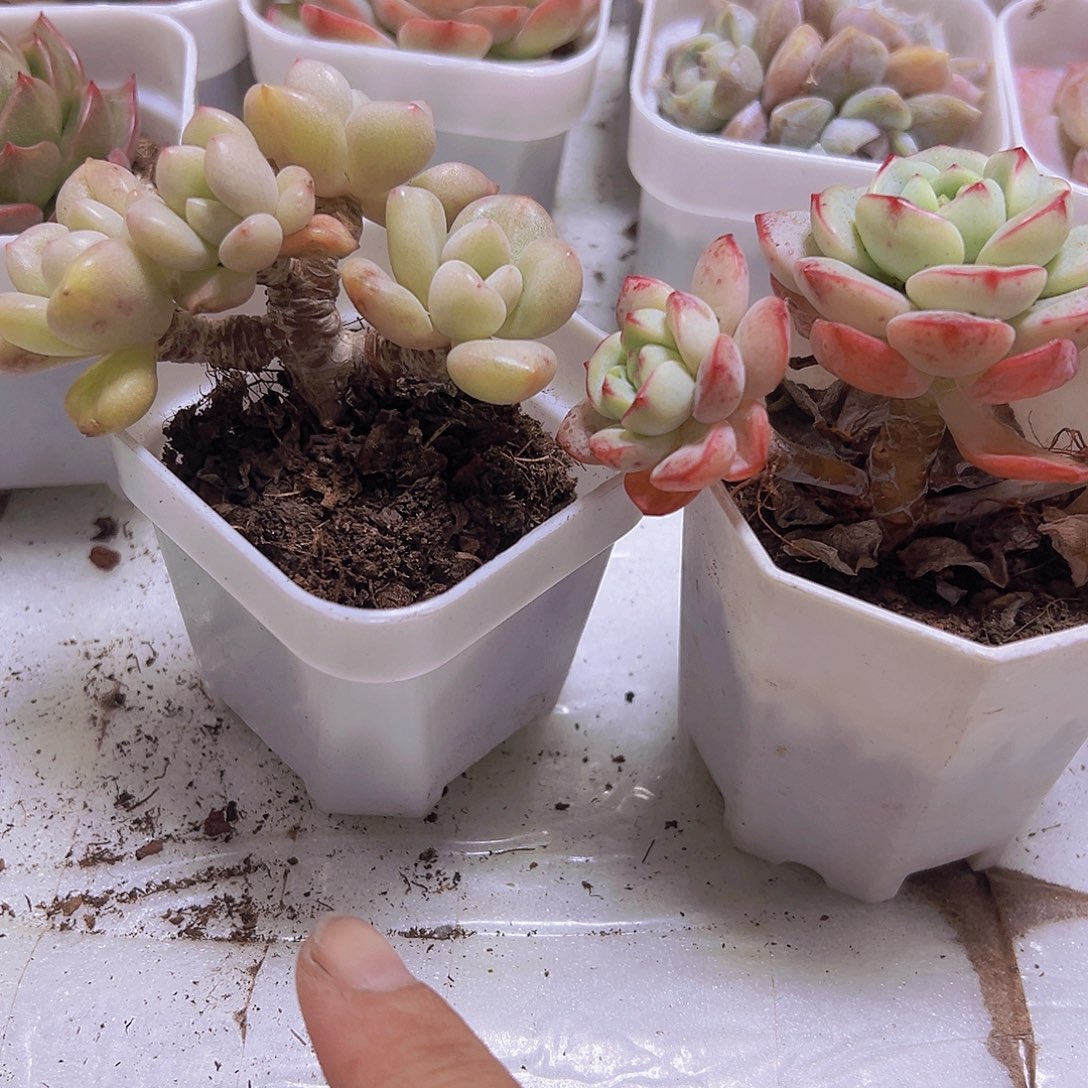 比尔盖茨一盆香草一盆2盆19包邮