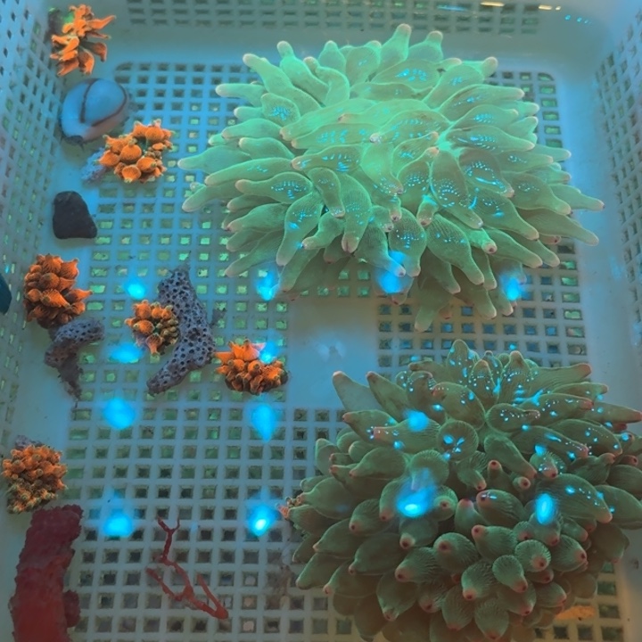 轩***爸奶嘴海葵红奶➕绿奶2