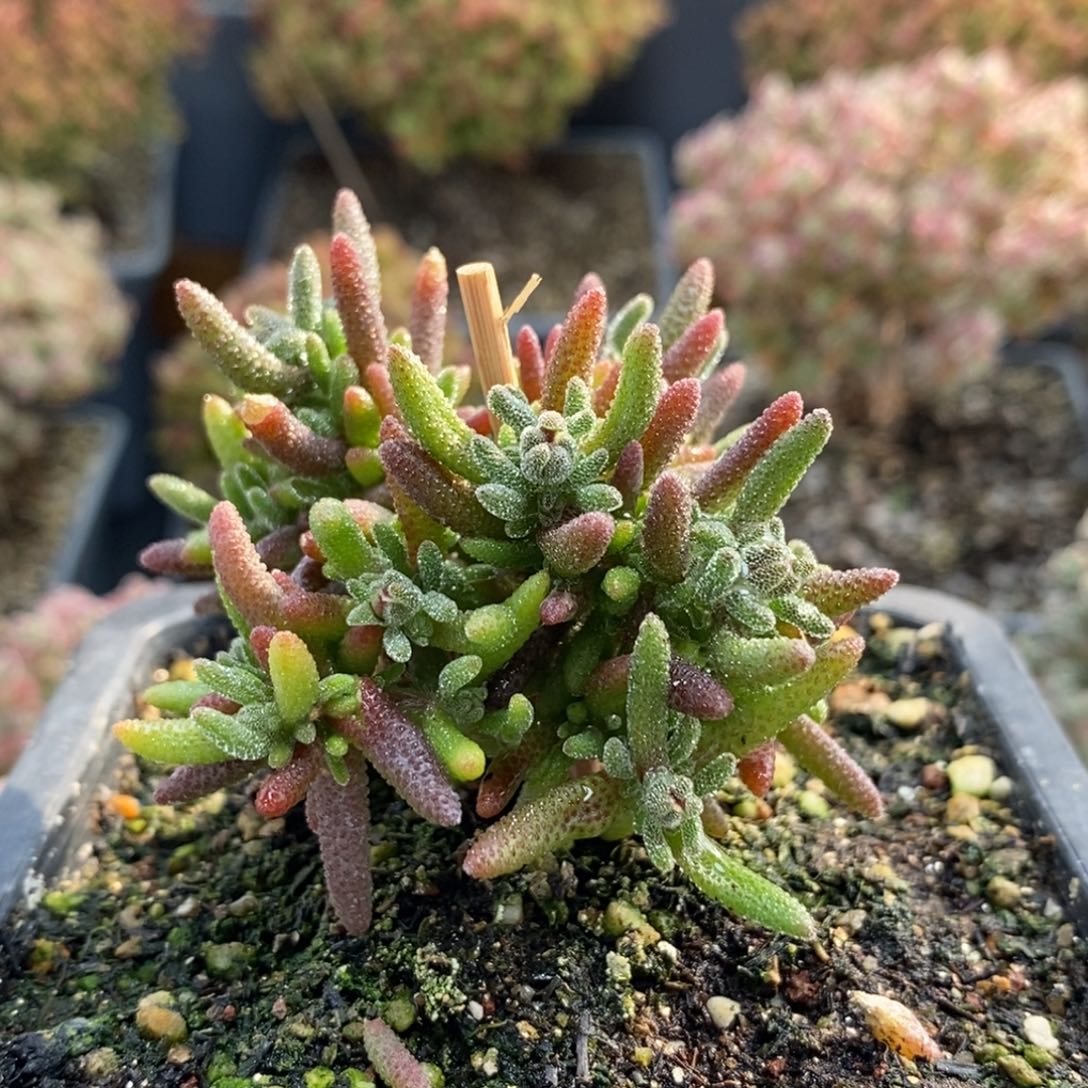 ਹ****、狐尾5168枝干番杏