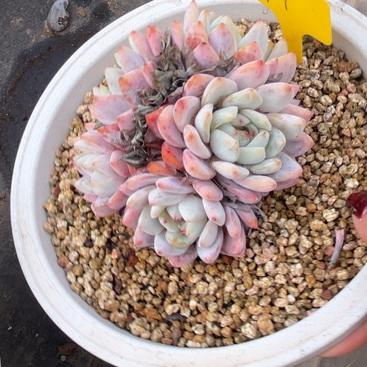 虎***拉921多肉57788888888888