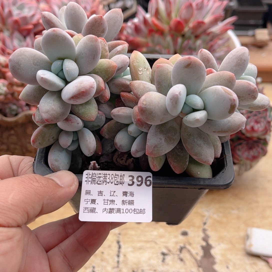 396雪美人德华多肉