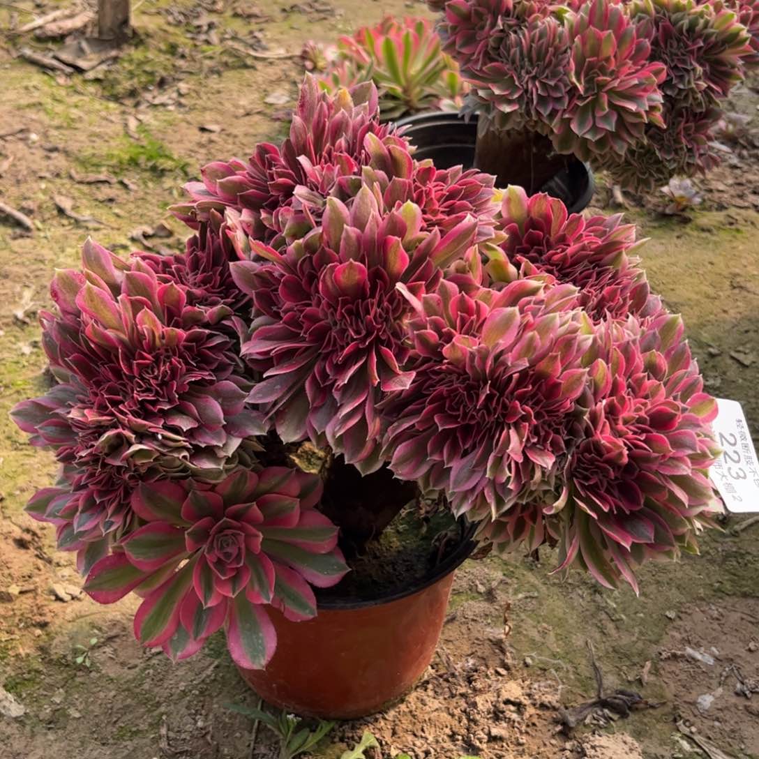 223粉女巫缀化多肉植物法师