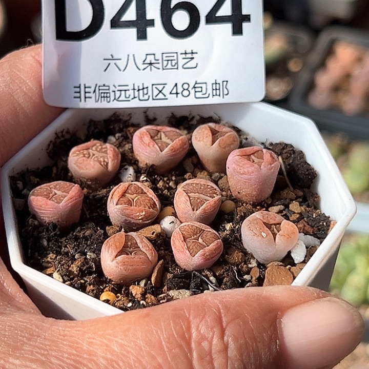 10颗菊纹章1111111多肉
