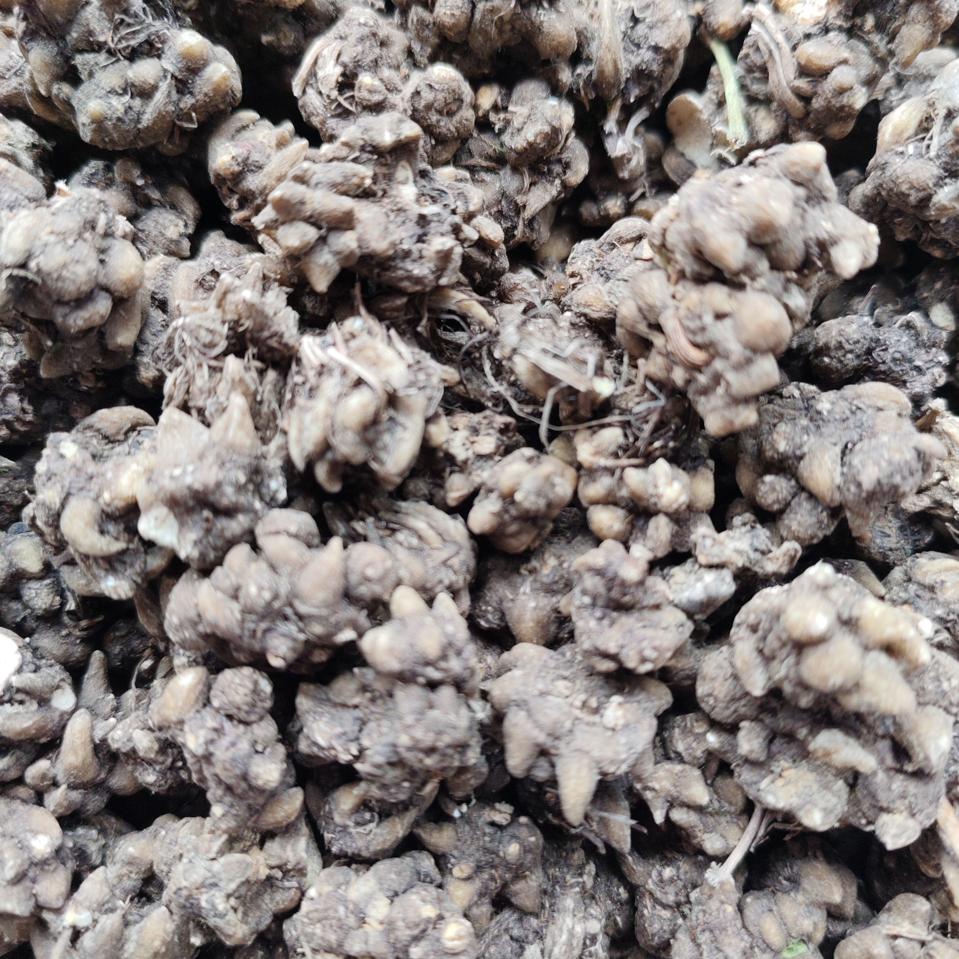 云南土特产…猫…干货链接