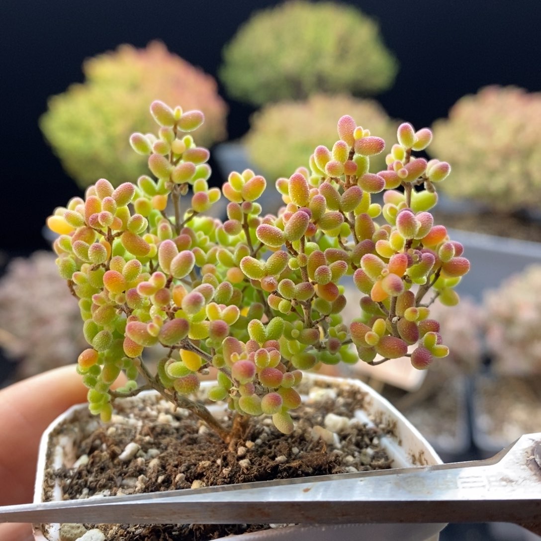 ❤️****676蜜橘糖球，5.5盆