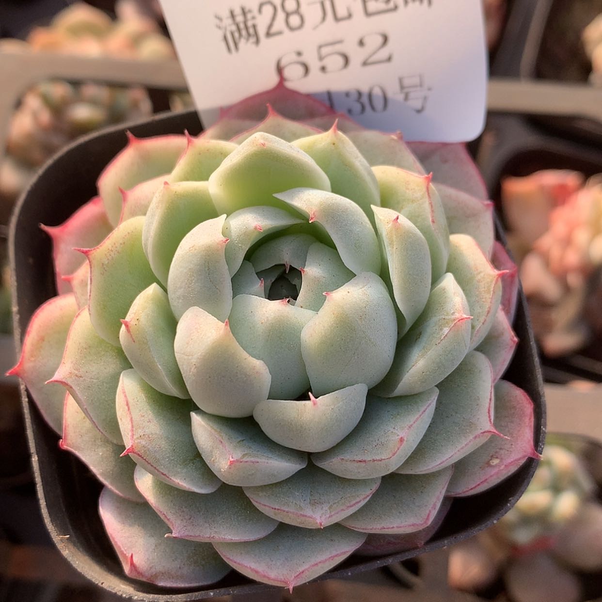 【闪购商品】云652号