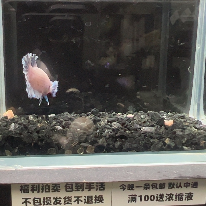 斗鱼竞拍跑单拉黑23日70