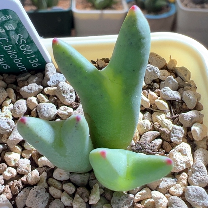 603。 优选正版红尖耳皮卡丘。  