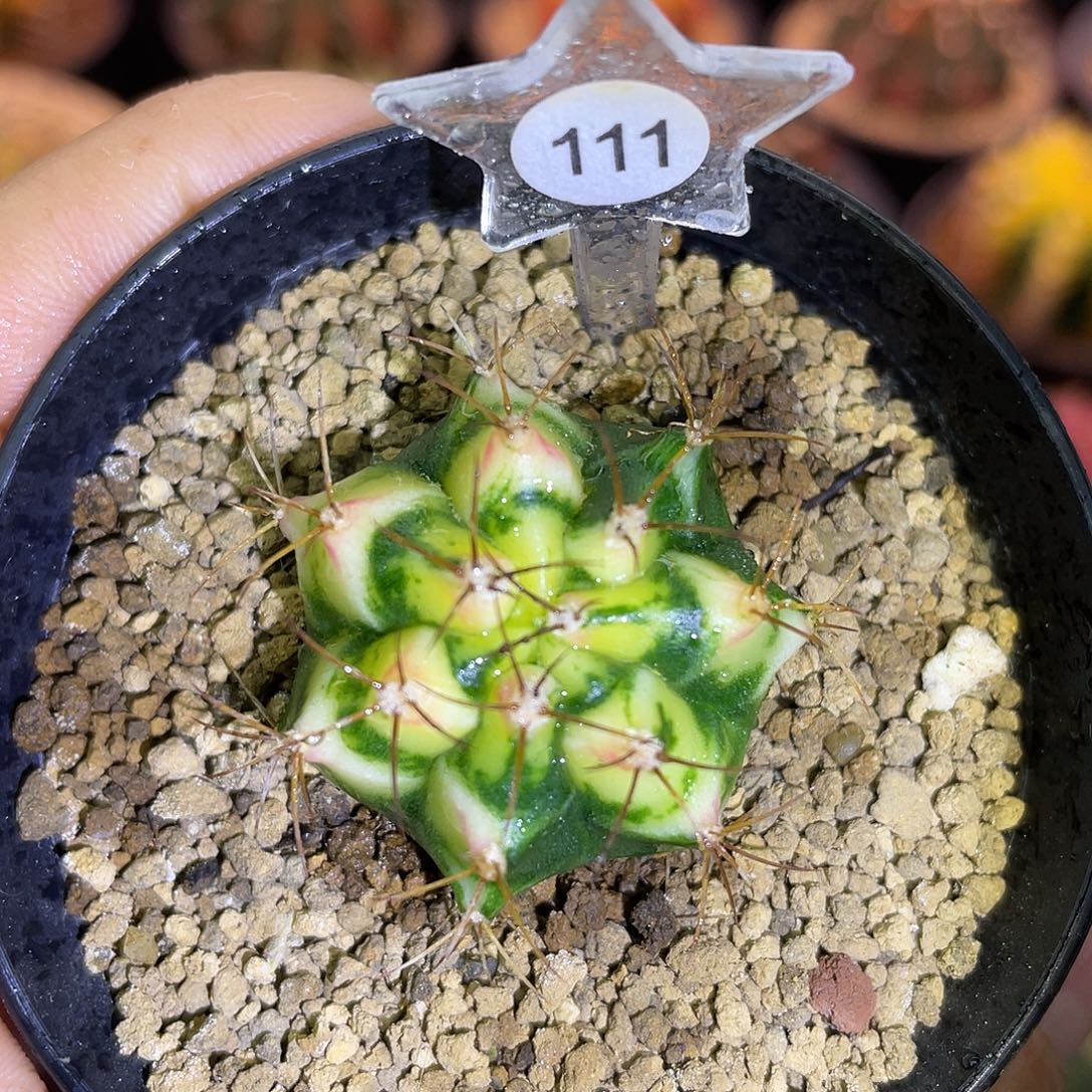 1-111米哈锦花田侧芽3厘米