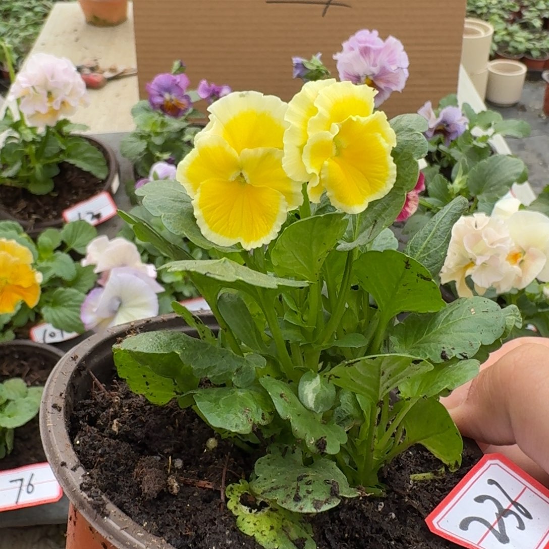 大部分花苞少量开放236