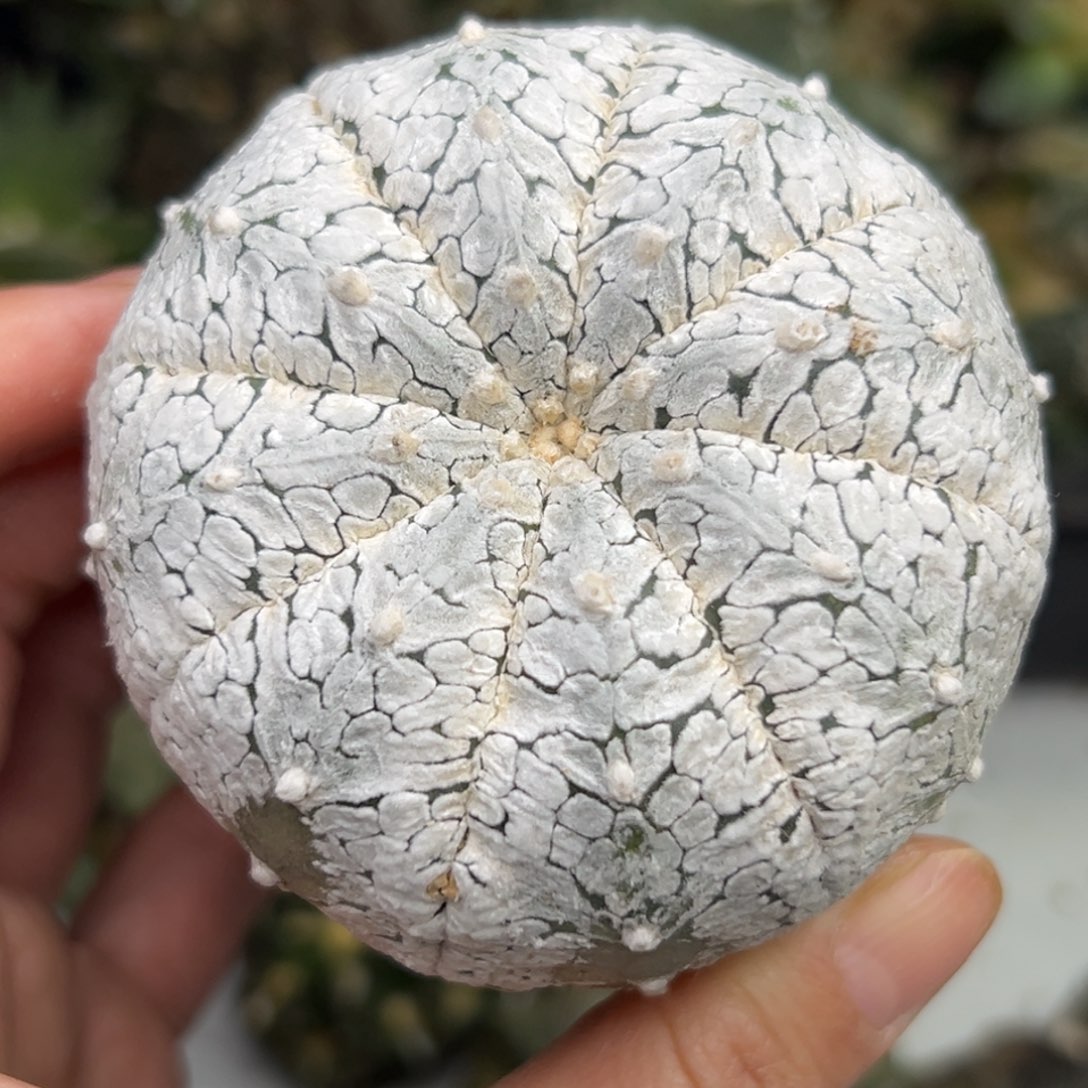 158 仙人球的比赛将