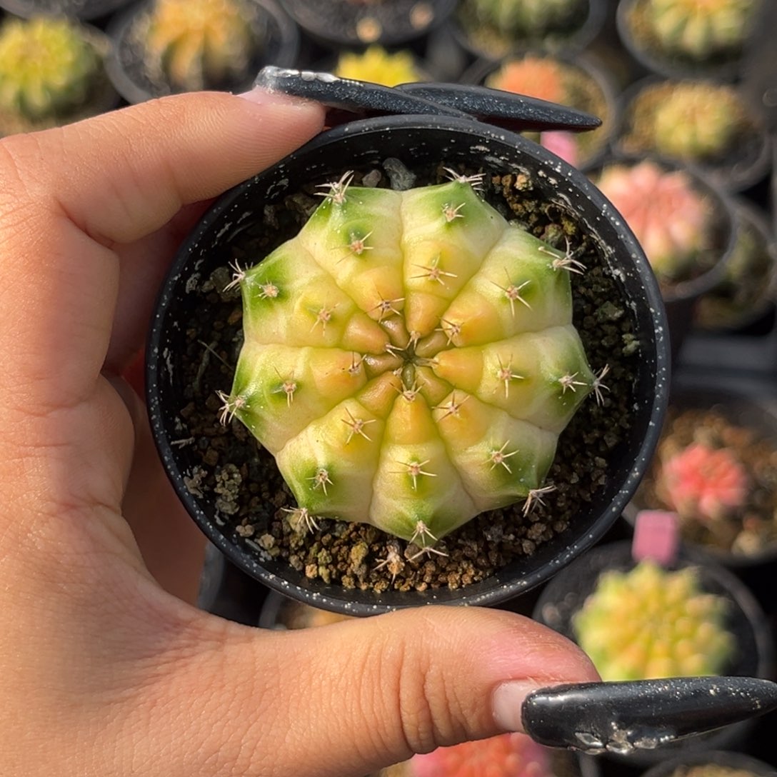 h***t泰系轮回 带盆土发货