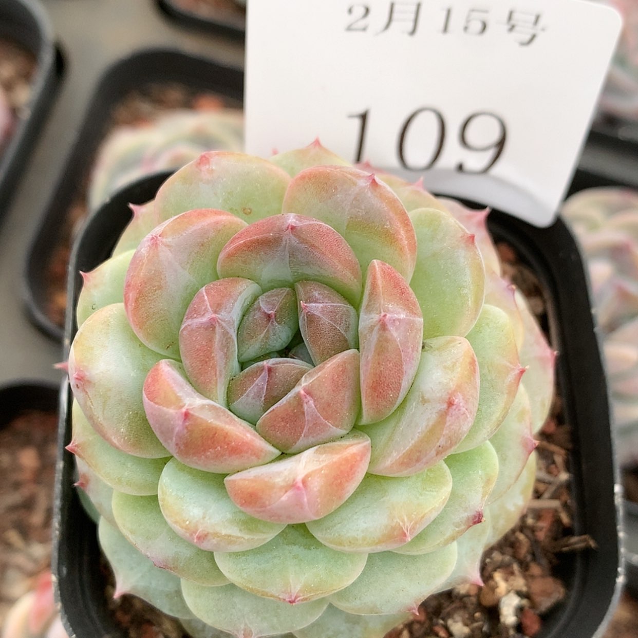 【闪购商品】云109