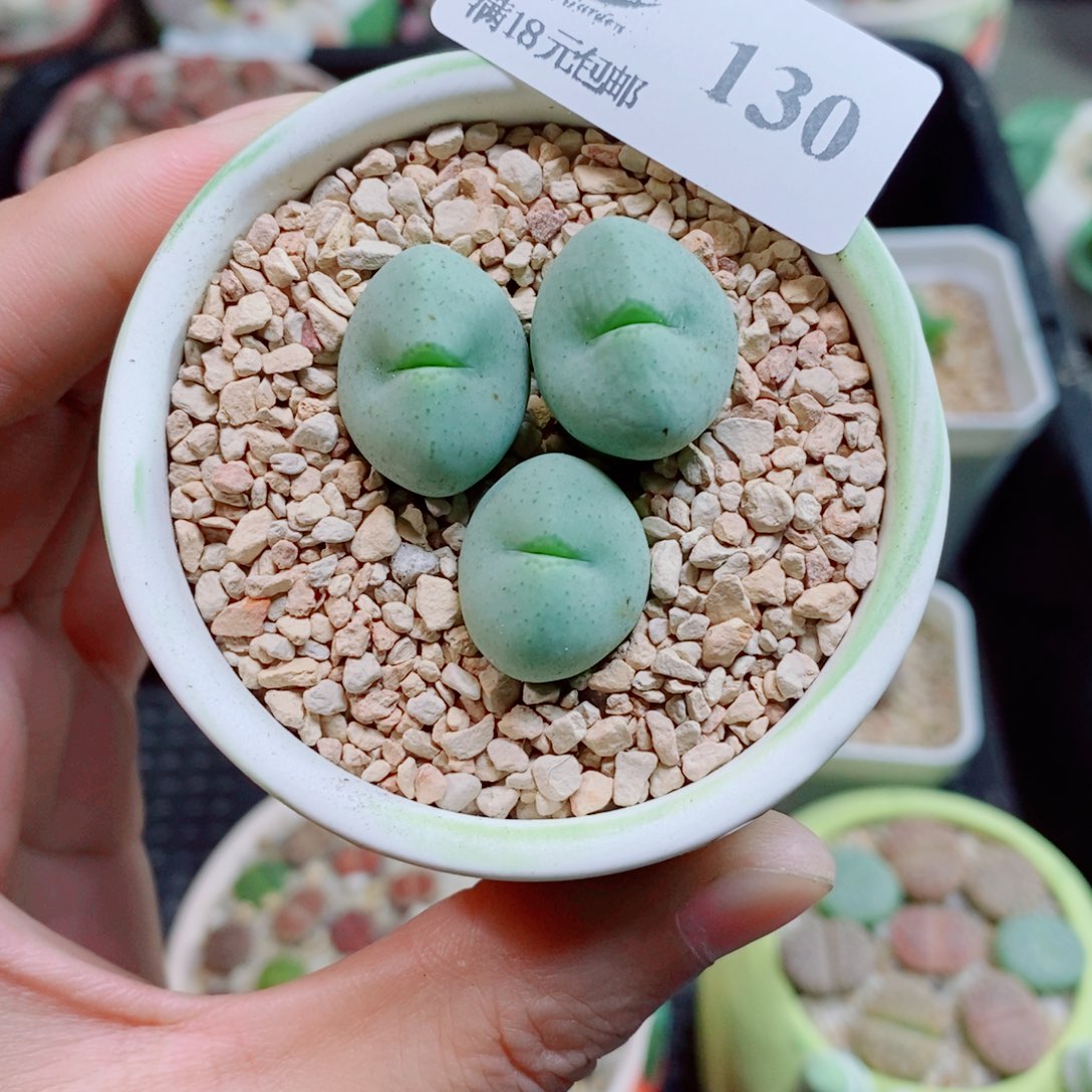 生石花花花花花花130