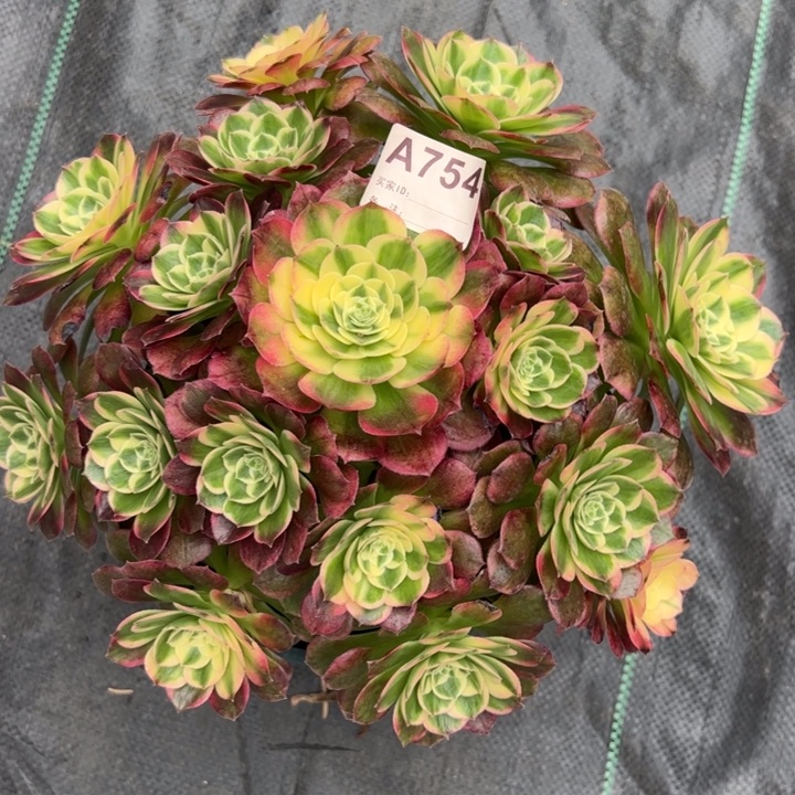 754海鲜25厘米左右