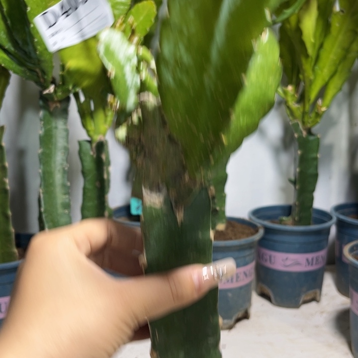 当前无花栽培后可以开花409