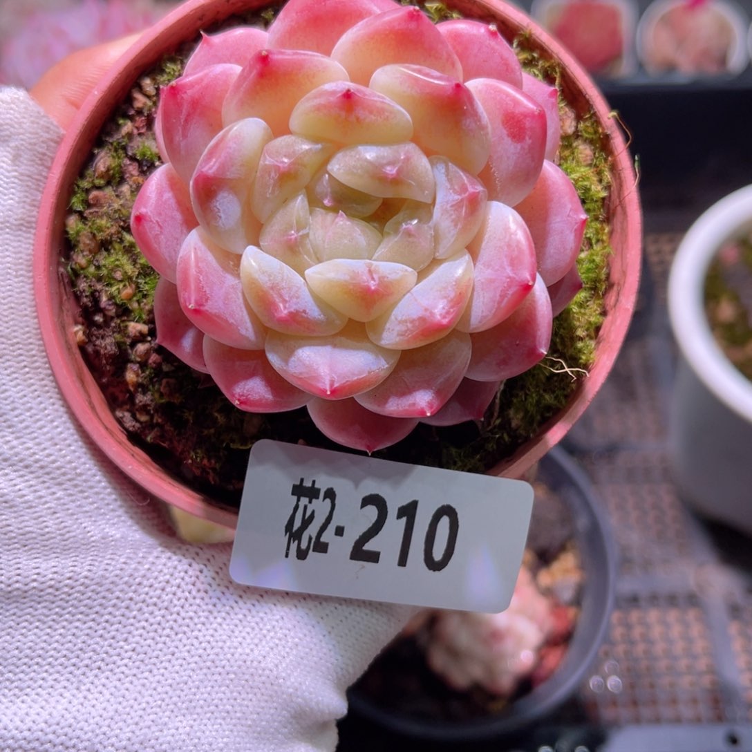 花02-210秘境冰魄