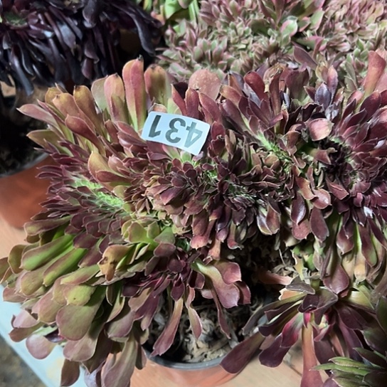 璐***瑶多肉植物一个七彩431